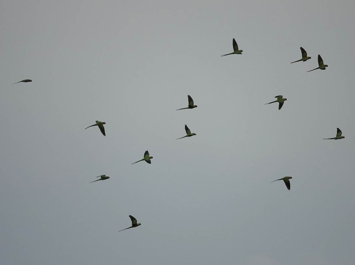 Rose-ringed Parakeet - ML626455435