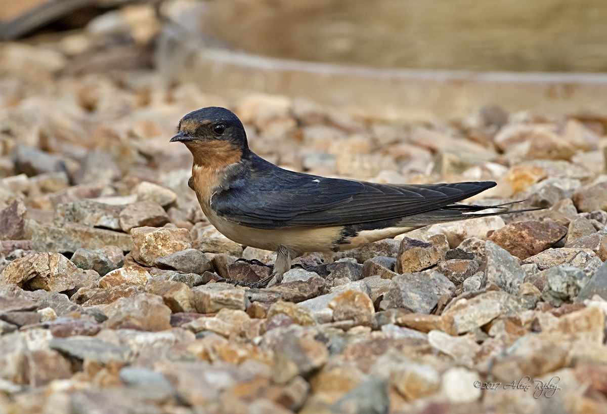 Barn Swallow - Arlene Ripley