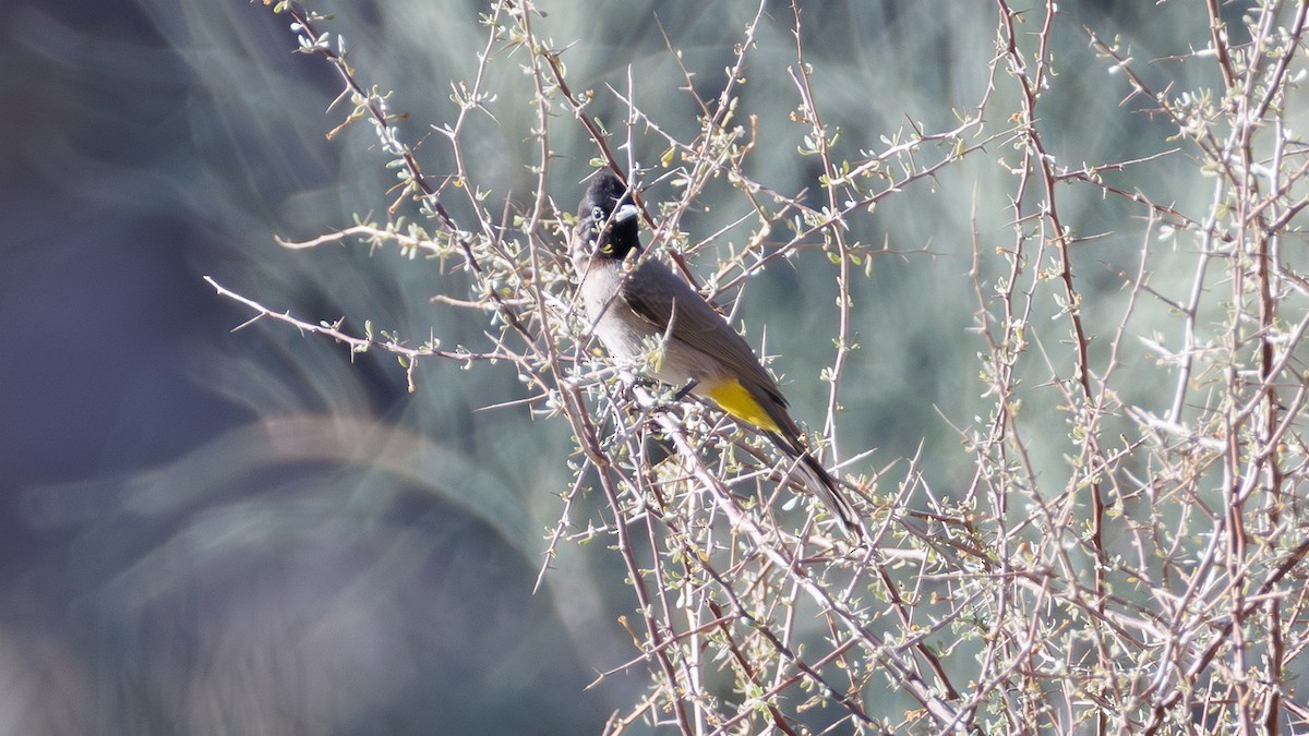 White-spectacled Bulbul - ML626455876