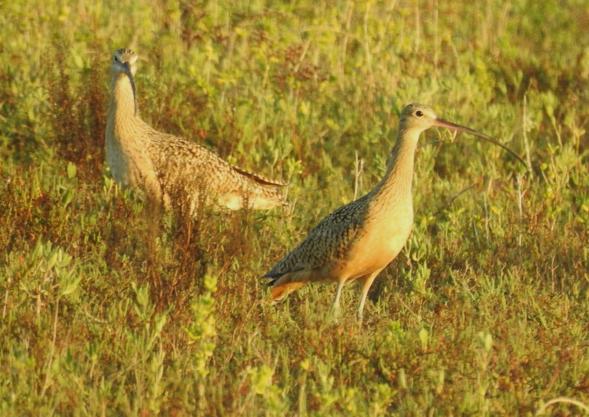 Long-billed Curlew - ML626455880