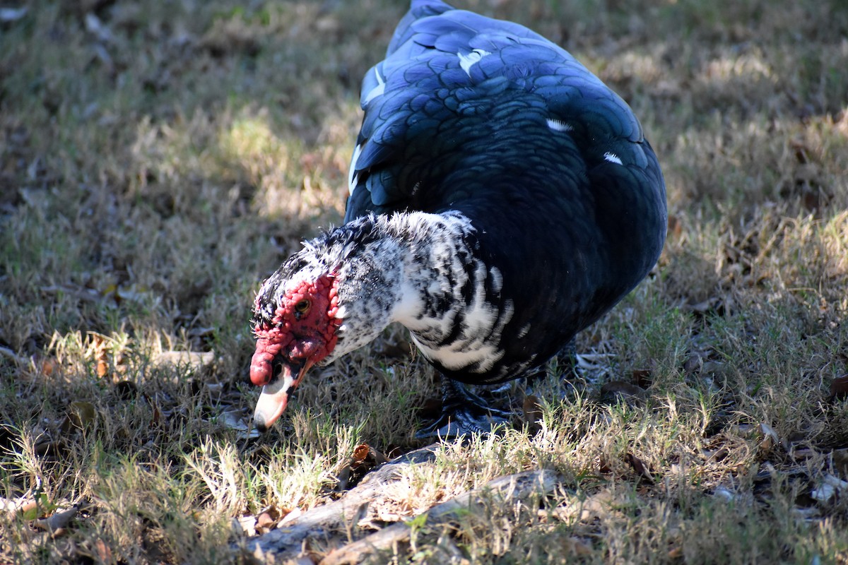 ノバリケン（家畜） - ML626456088