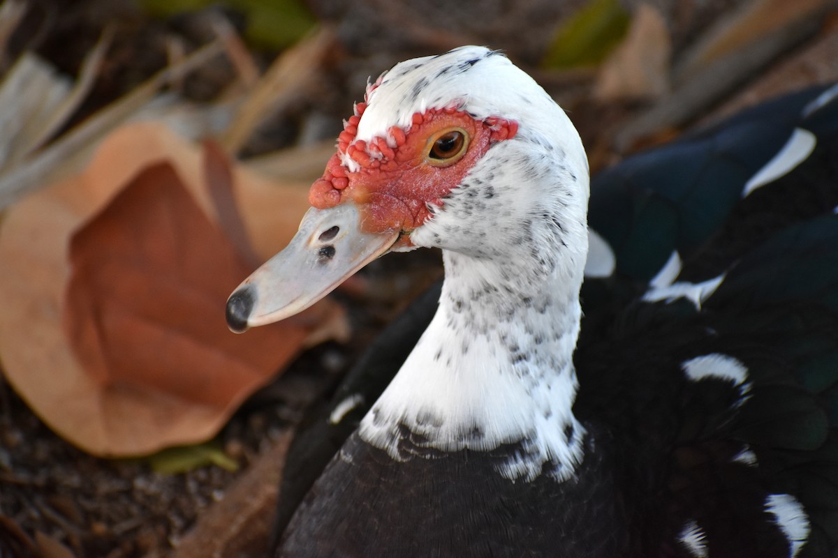 ノバリケン（家畜） - ML626456109