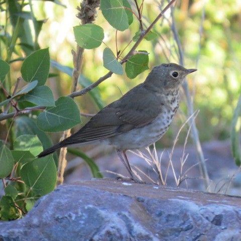 Grive à dos olive - ML62645621