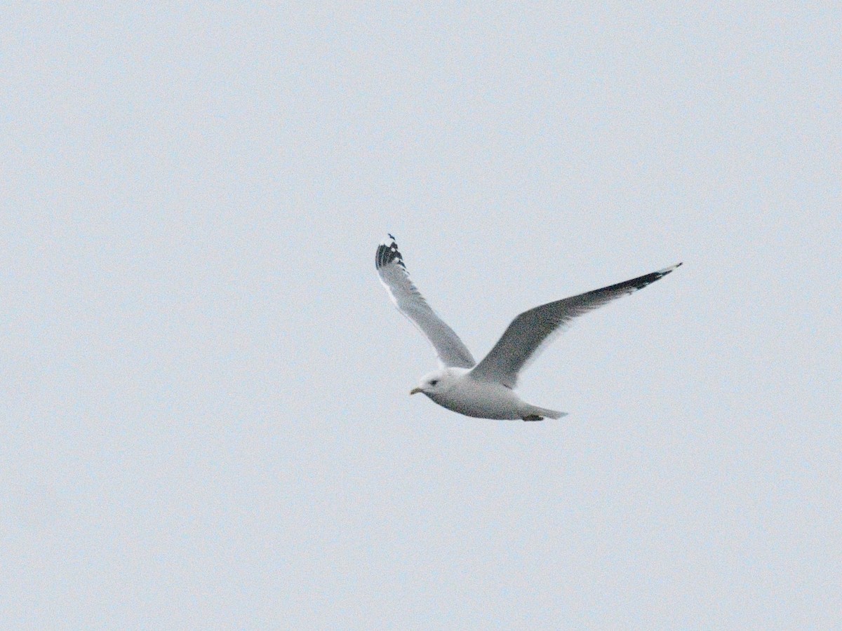 Common Gull (Russian) - ML626456230