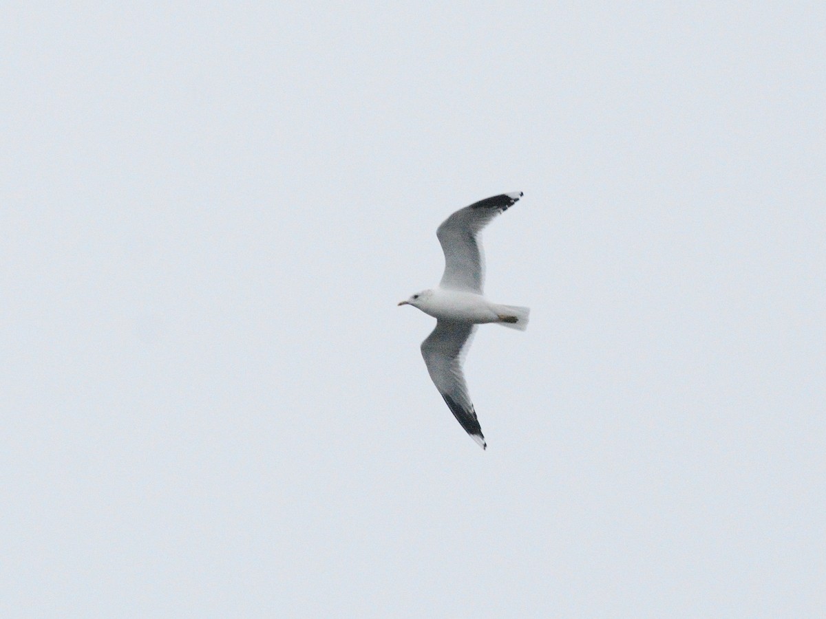 Common Gull (Russian) - ML626456231