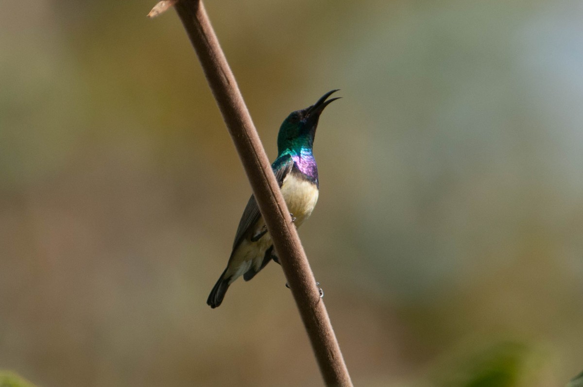 Variable Sunbird - ML626456456