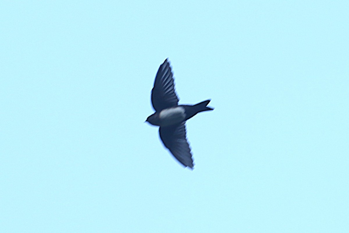 Pale-footed Swallow - ML626456474
