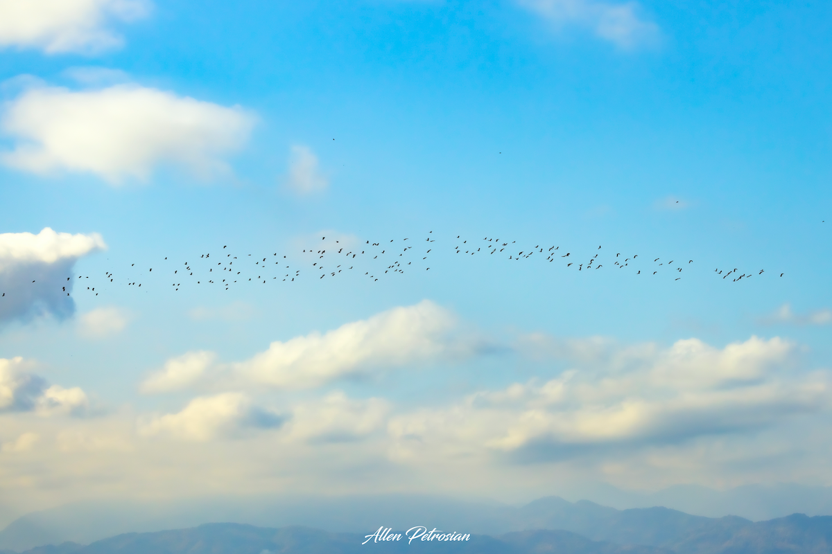 Northern Lapwing - ML626456568