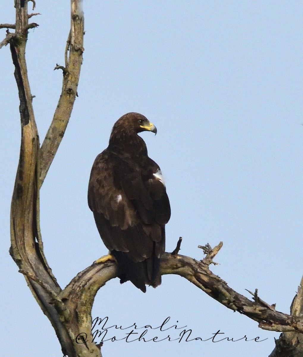 Schelladler - ML626456720