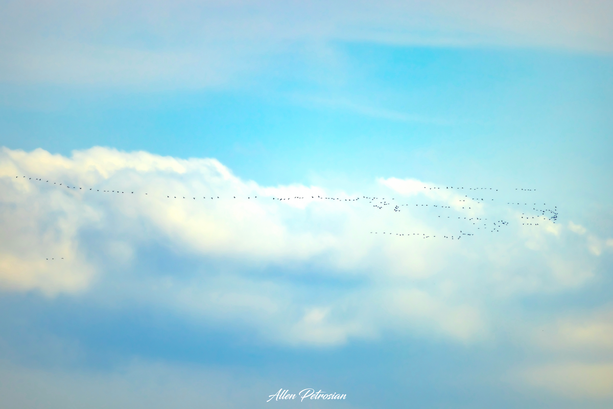 Great Cormorant - ML626456771