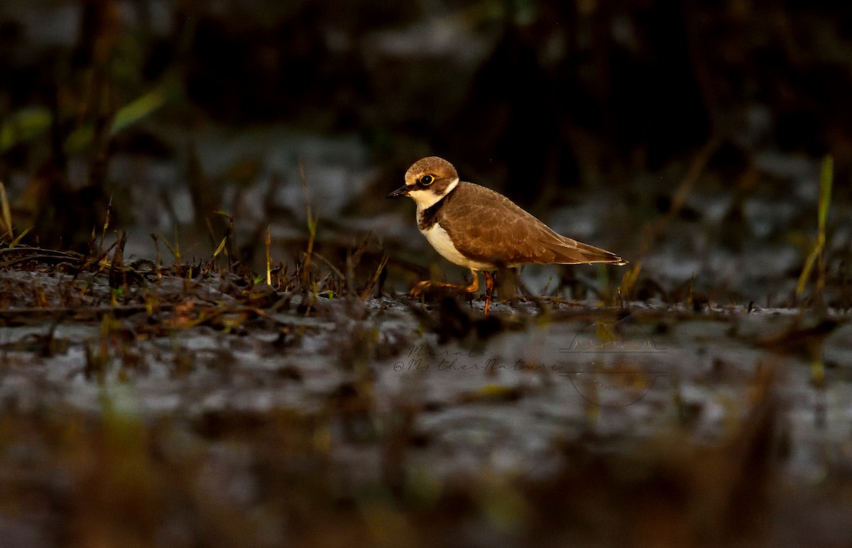 Flussregenpfeifer - ML626456871