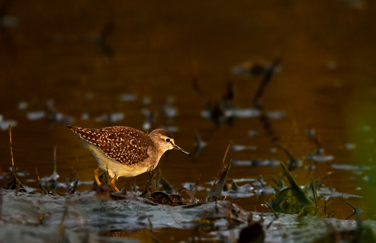 Bruchwasserläufer - ML626456876