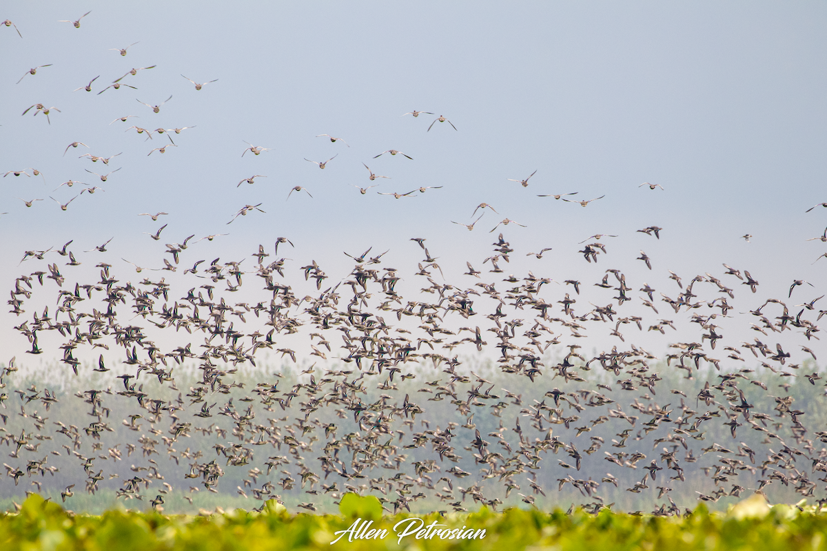 Green-winged Teal - ML626457089