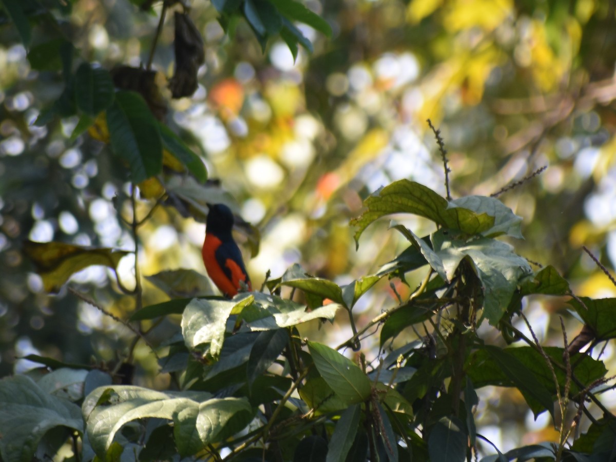 Scarlet Minivet - ML626457100