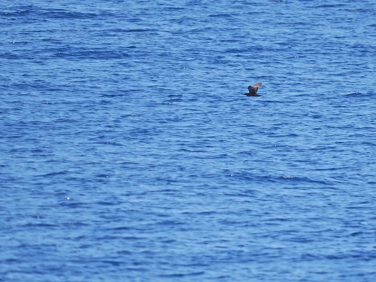 Heinroth's Shearwater - ML626457124
