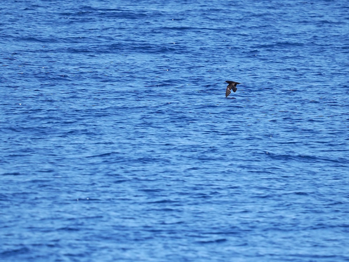 Heinroth's Shearwater - ML626457125