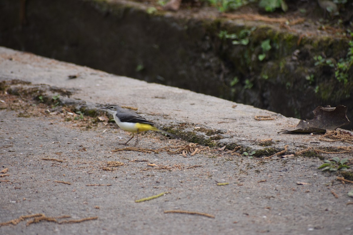 Ballerina gialla - ML626457128