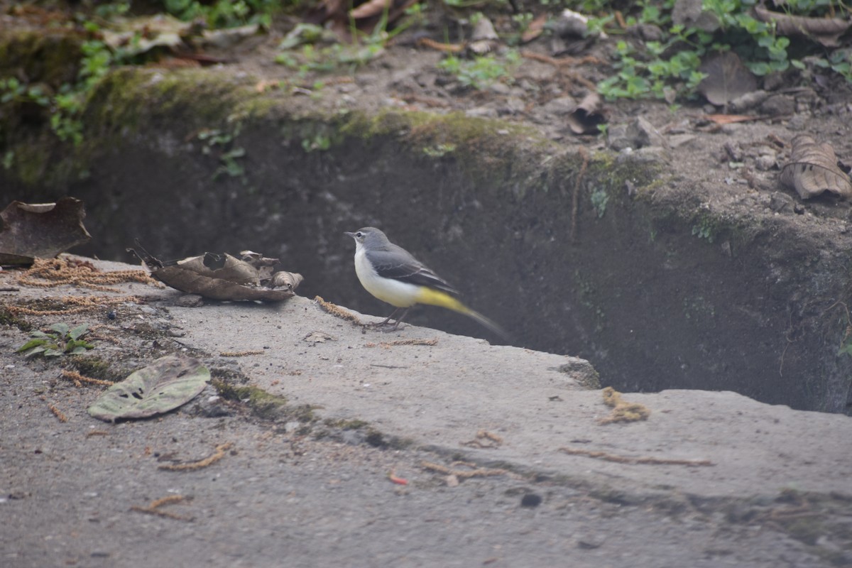 Ballerina gialla - ML626457131