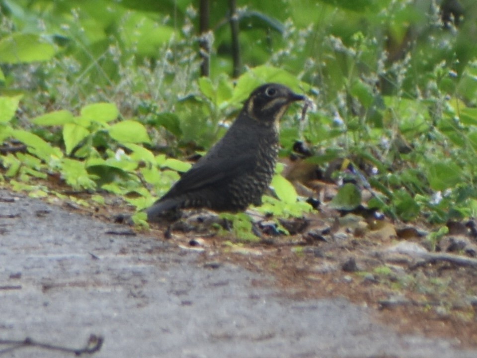 Chestnut-bellied Rock-Thrush - ML626457140