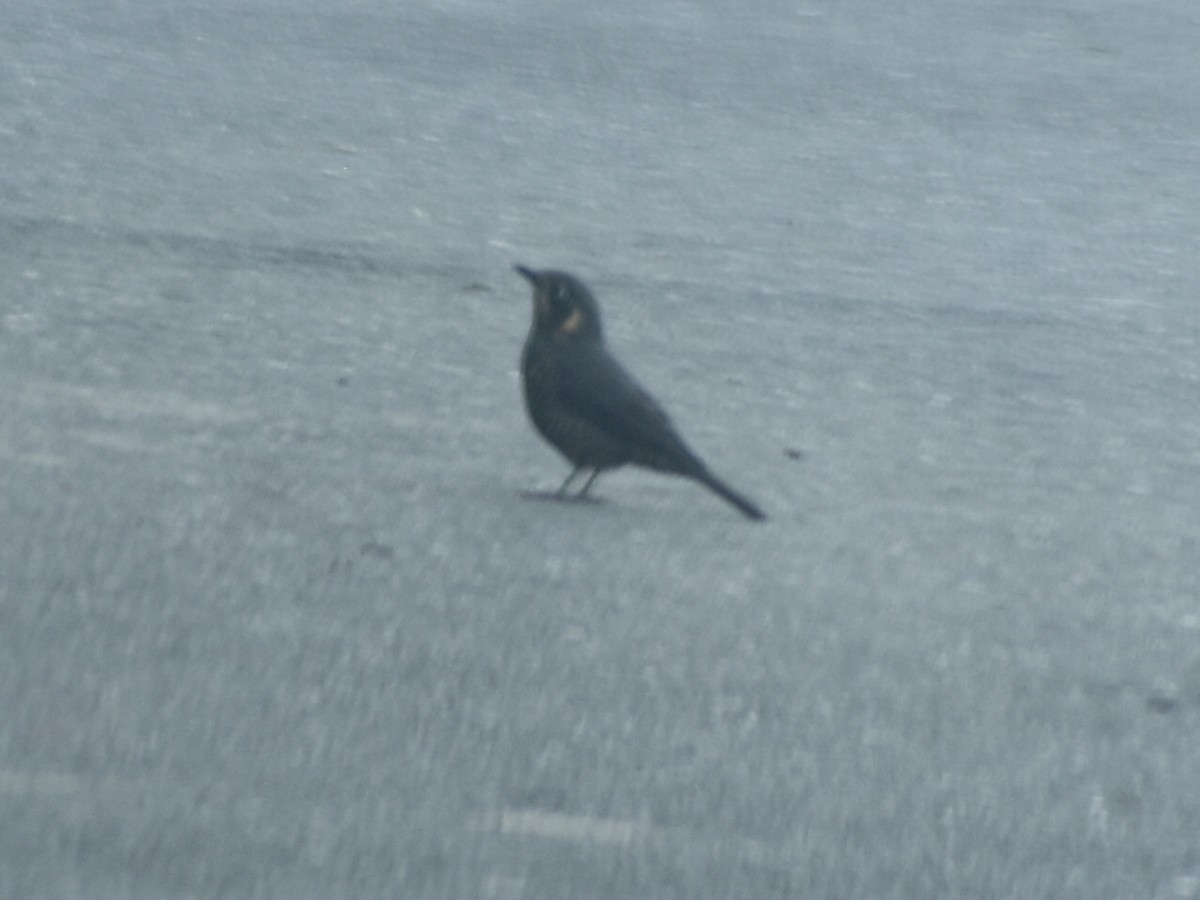 Chestnut-bellied Rock-Thrush - ML626457141