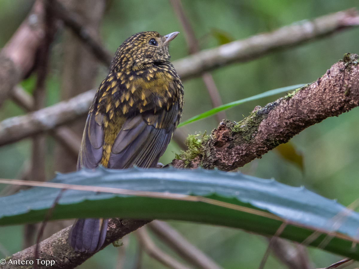 White-starred Robin - ML626457416