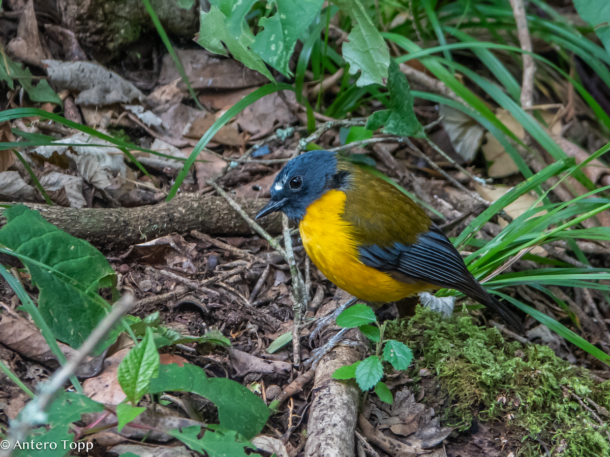 White-starred Robin - ML626457417