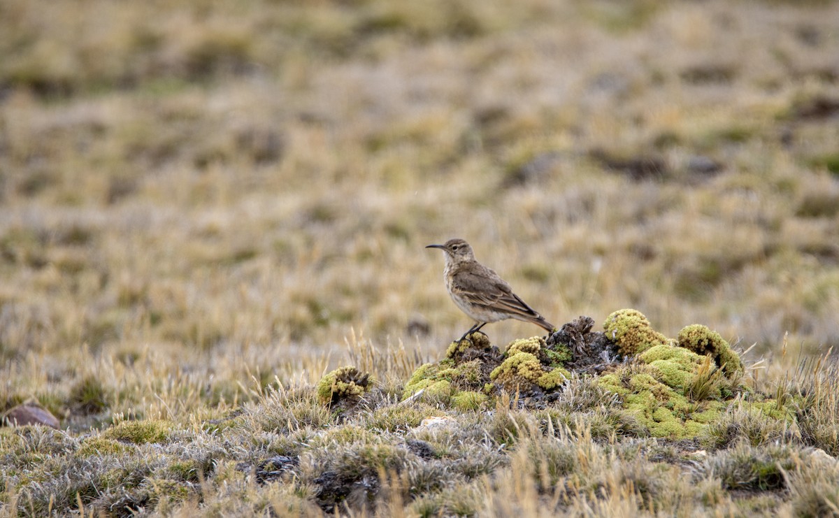 Slender-billed Miner - ML626457466