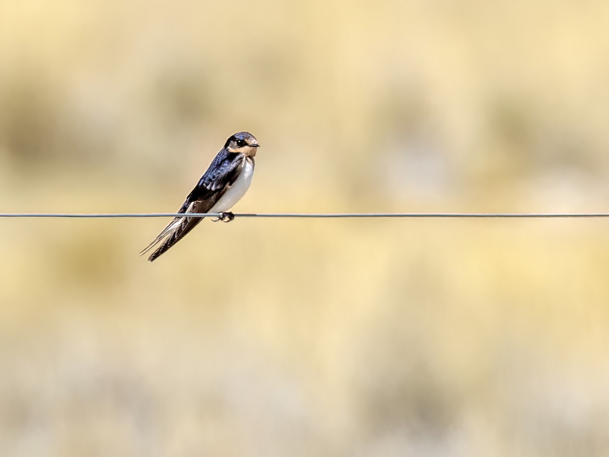 Andean Swallow - ML626457549