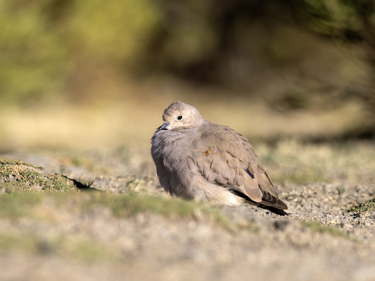 Golden-spotted Ground Dove - ML626457569