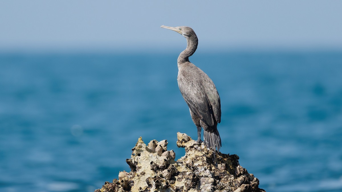 Socotra Cormorant - ML626457637