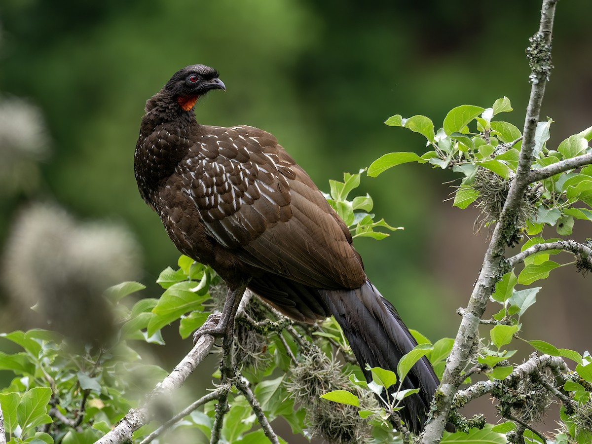 guan bolívijský - ML626457656