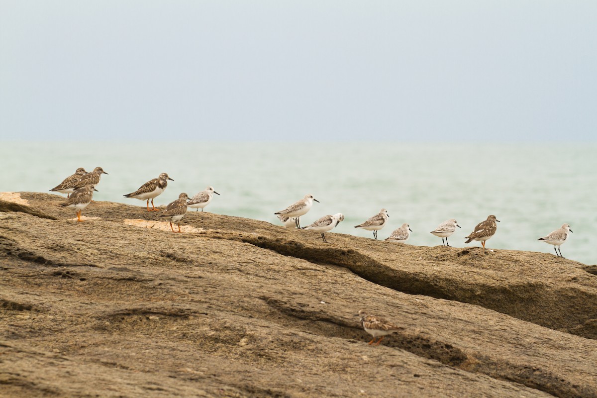 Sanderling - ML626457735