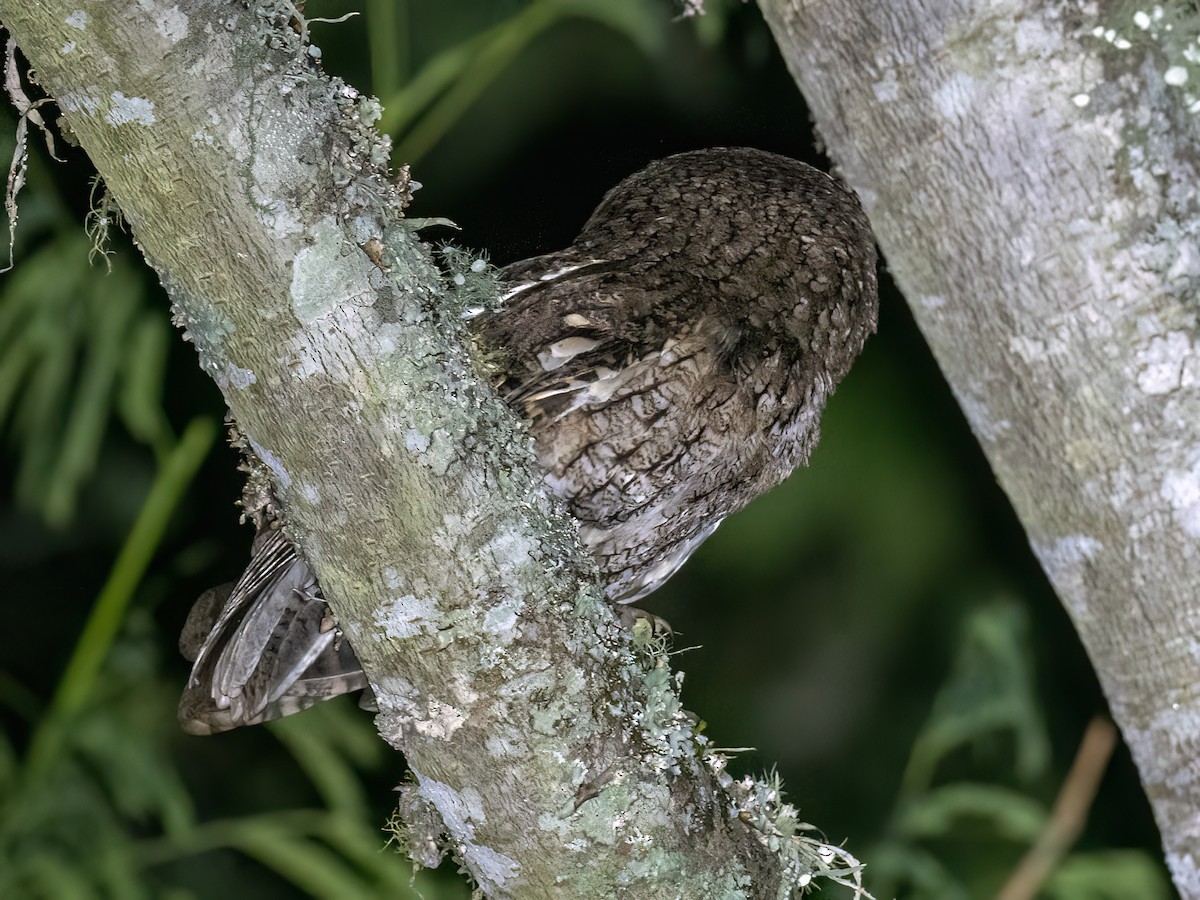 Montane Forest Screech-Owl - ML626457820