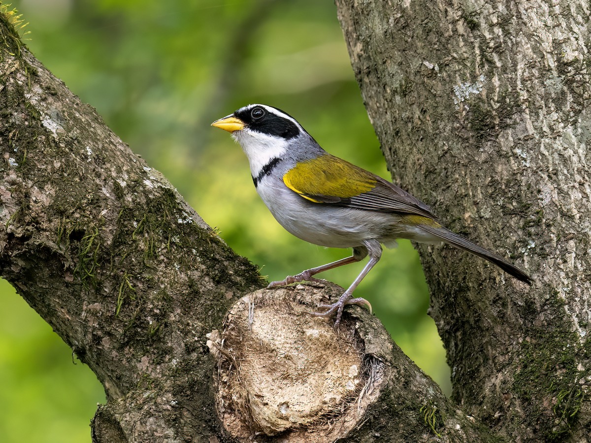 Moss-backed Sparrow - ML626457873