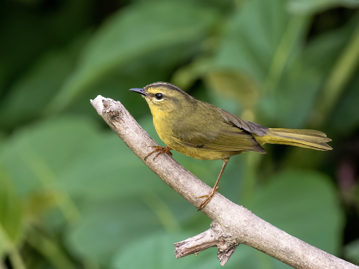 Two-banded Warbler - ML626457878