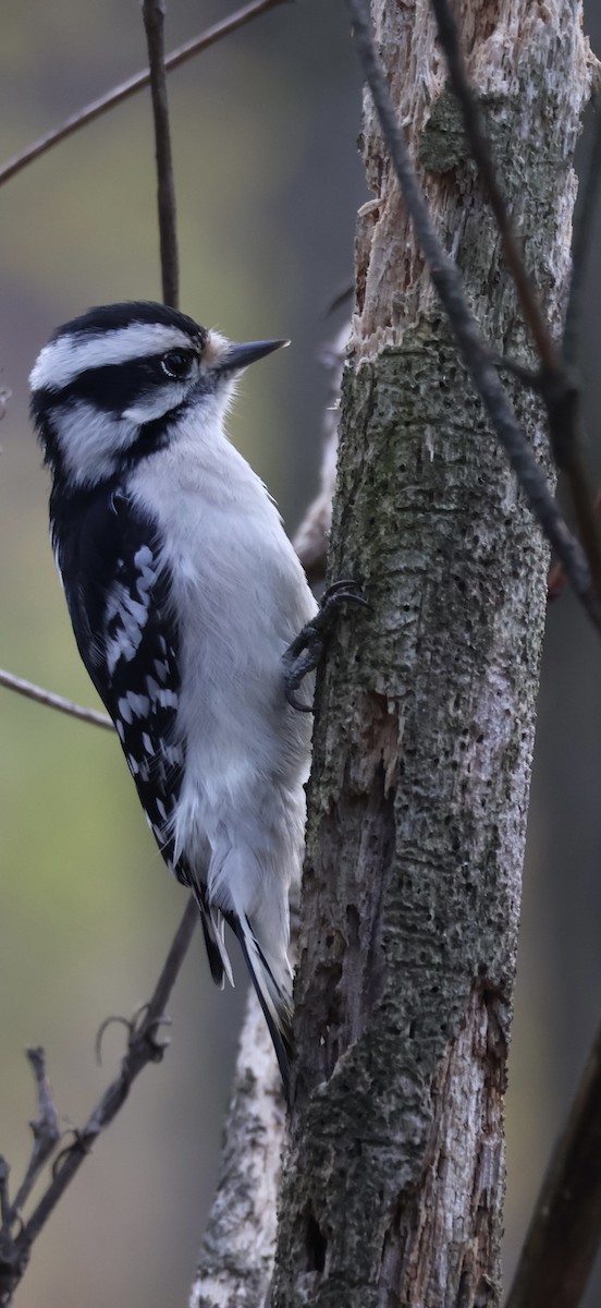 Downy Woodpecker - ML626457886