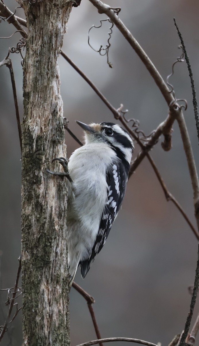 Downy Woodpecker - ML626457888