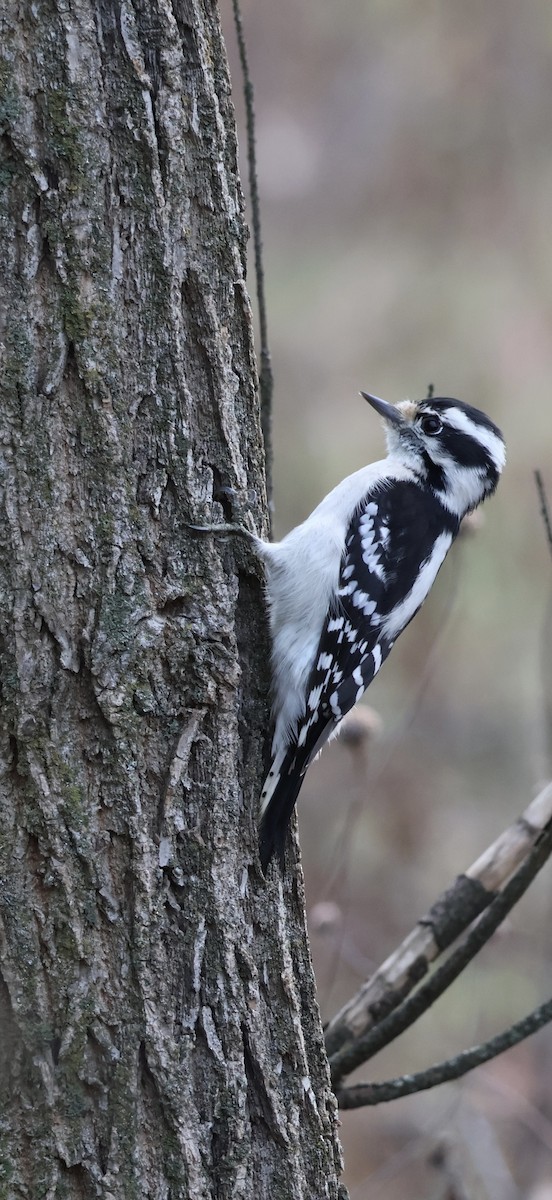 Downy Woodpecker - ML626457890