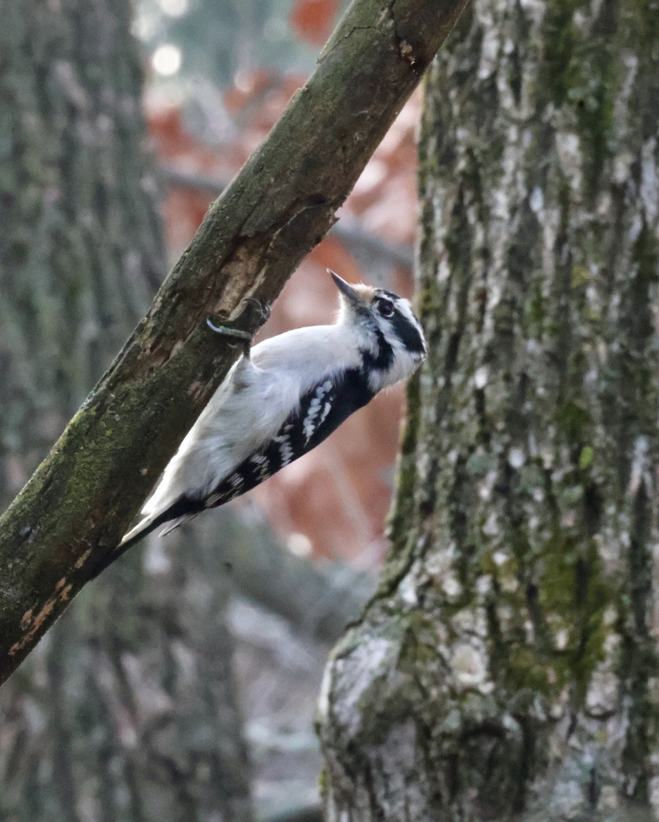 Downy Woodpecker - ML626457891