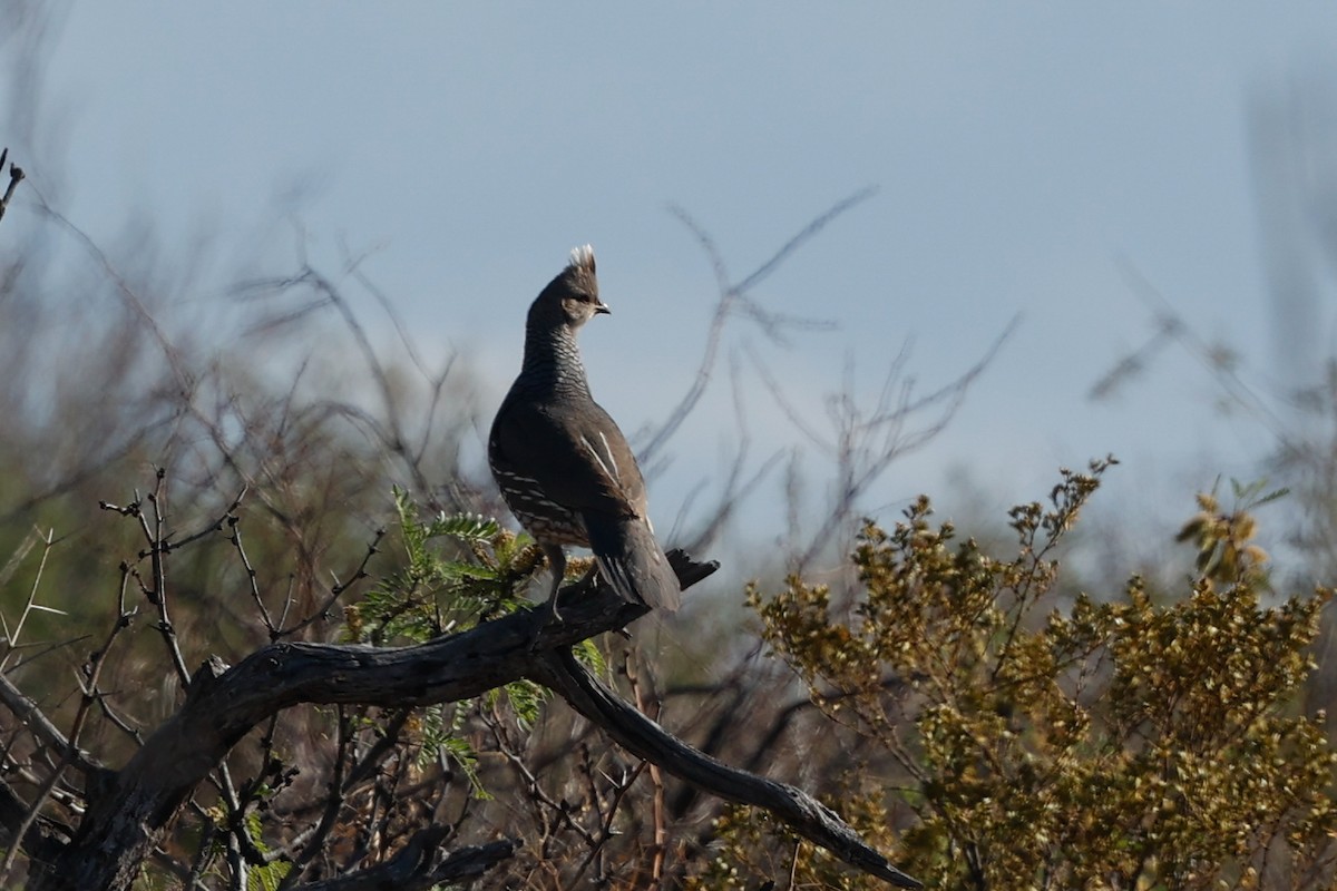 Scaled Quail - ML626457925