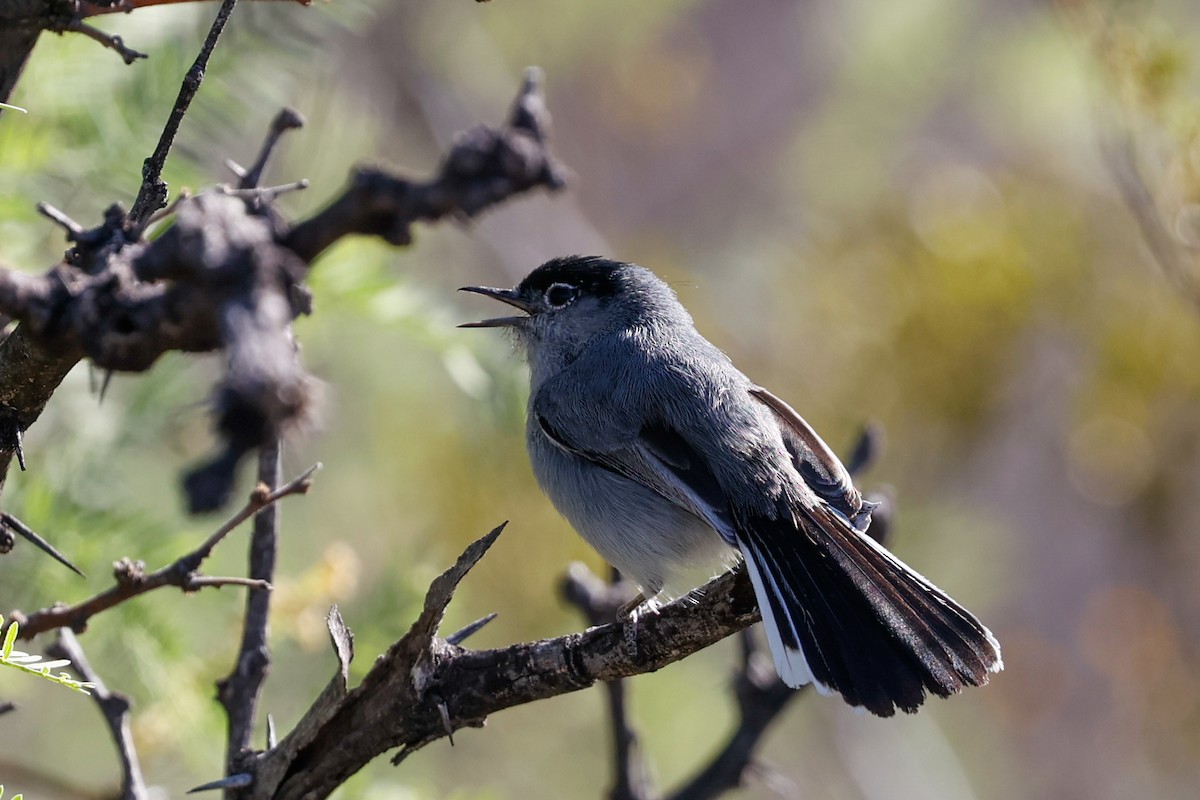 Black-tailed Gnatcatcher - ML626457936