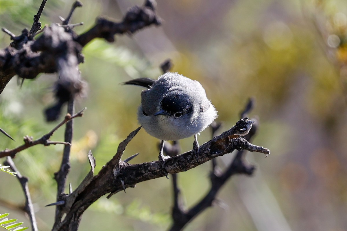 Black-tailed Gnatcatcher - ML626457937