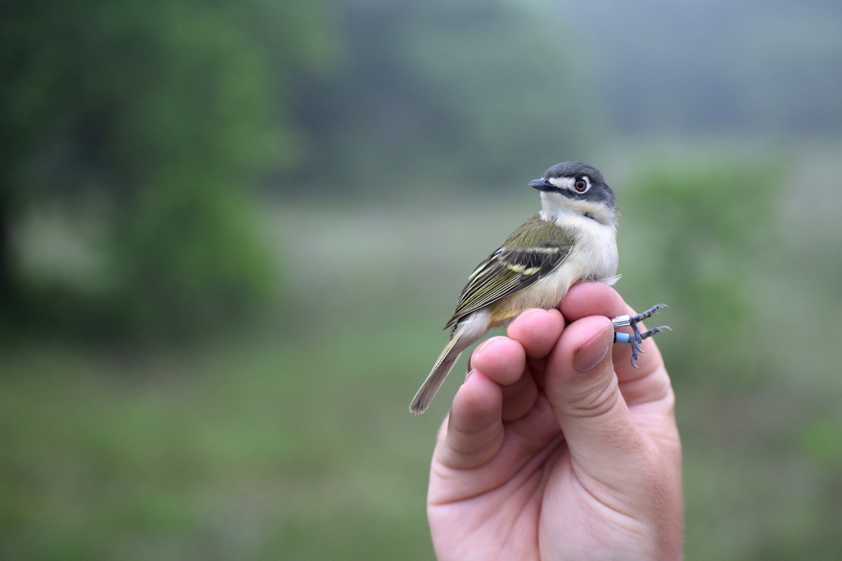 Black-capped Vireo - ML626457946