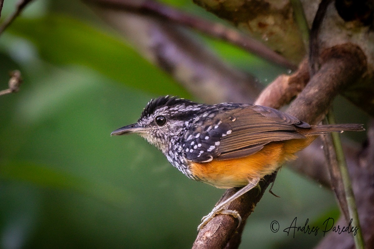 Peruvian Warbling-Antbird - ML626457961