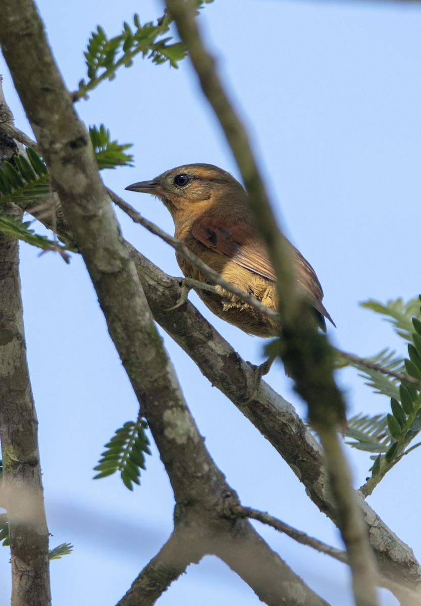 Ash-browed Spinetail - ML626458091