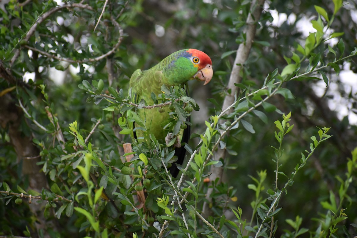 Red-crowned Amazon - ML626458306