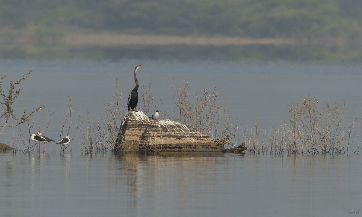 Oriental Darter - ML626458337