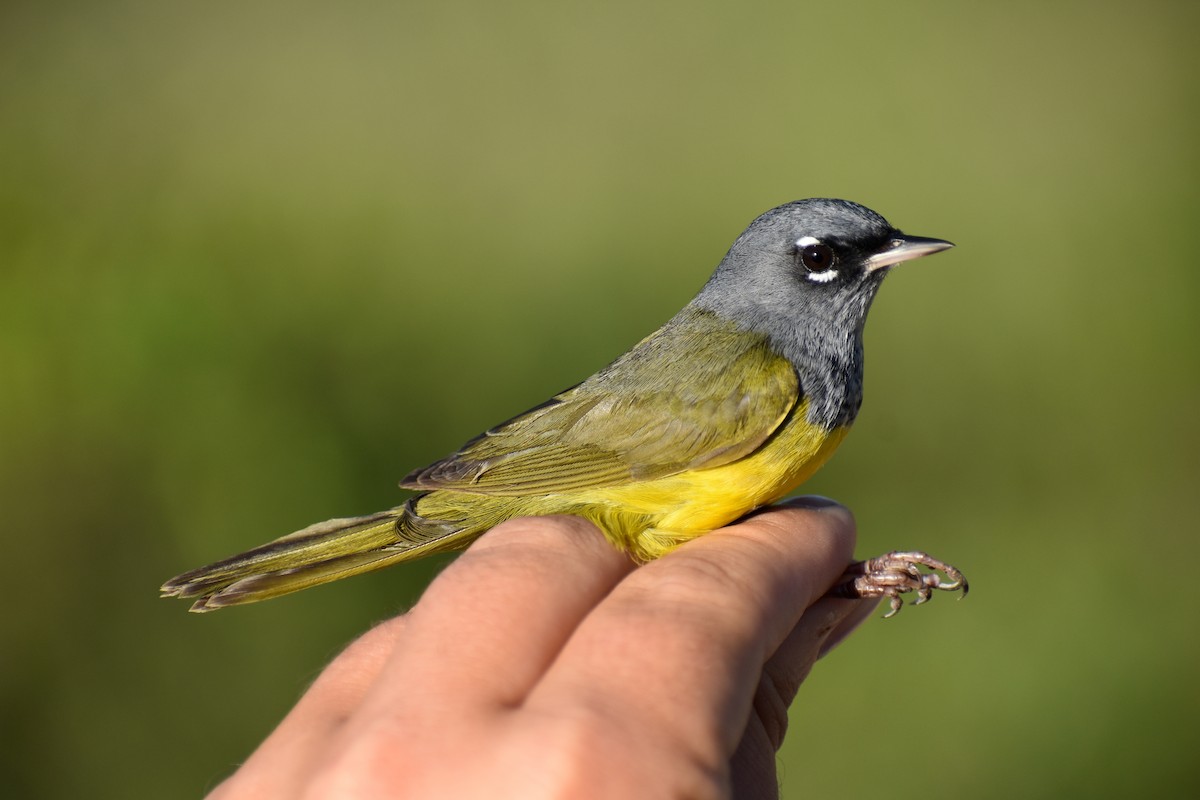 MacGillivray's Warbler - ML626458434
