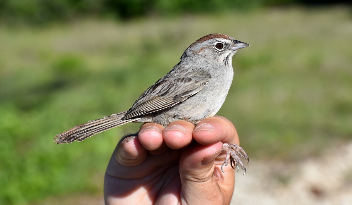 Rufous-crowned Sparrow - ML626458447