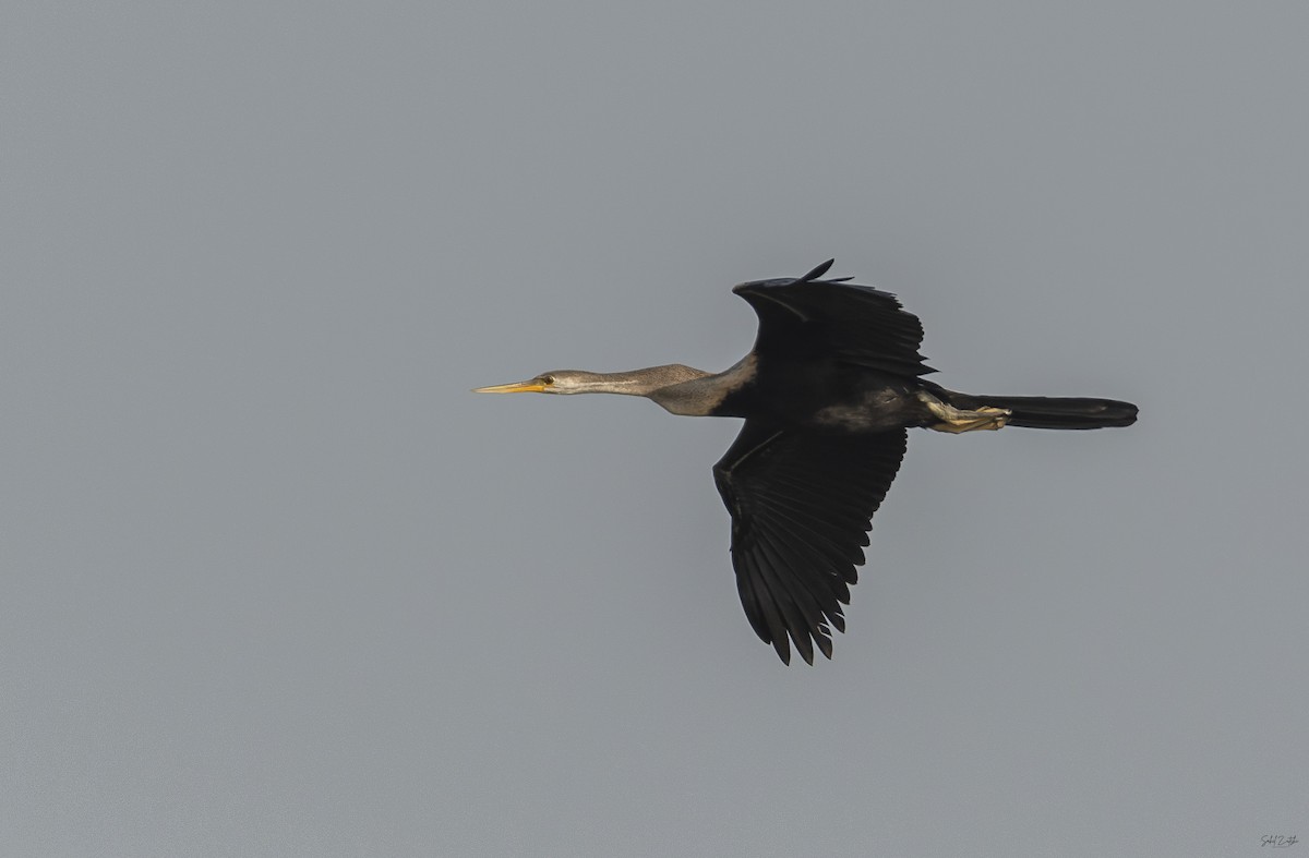 Oriental Darter - ML626458539